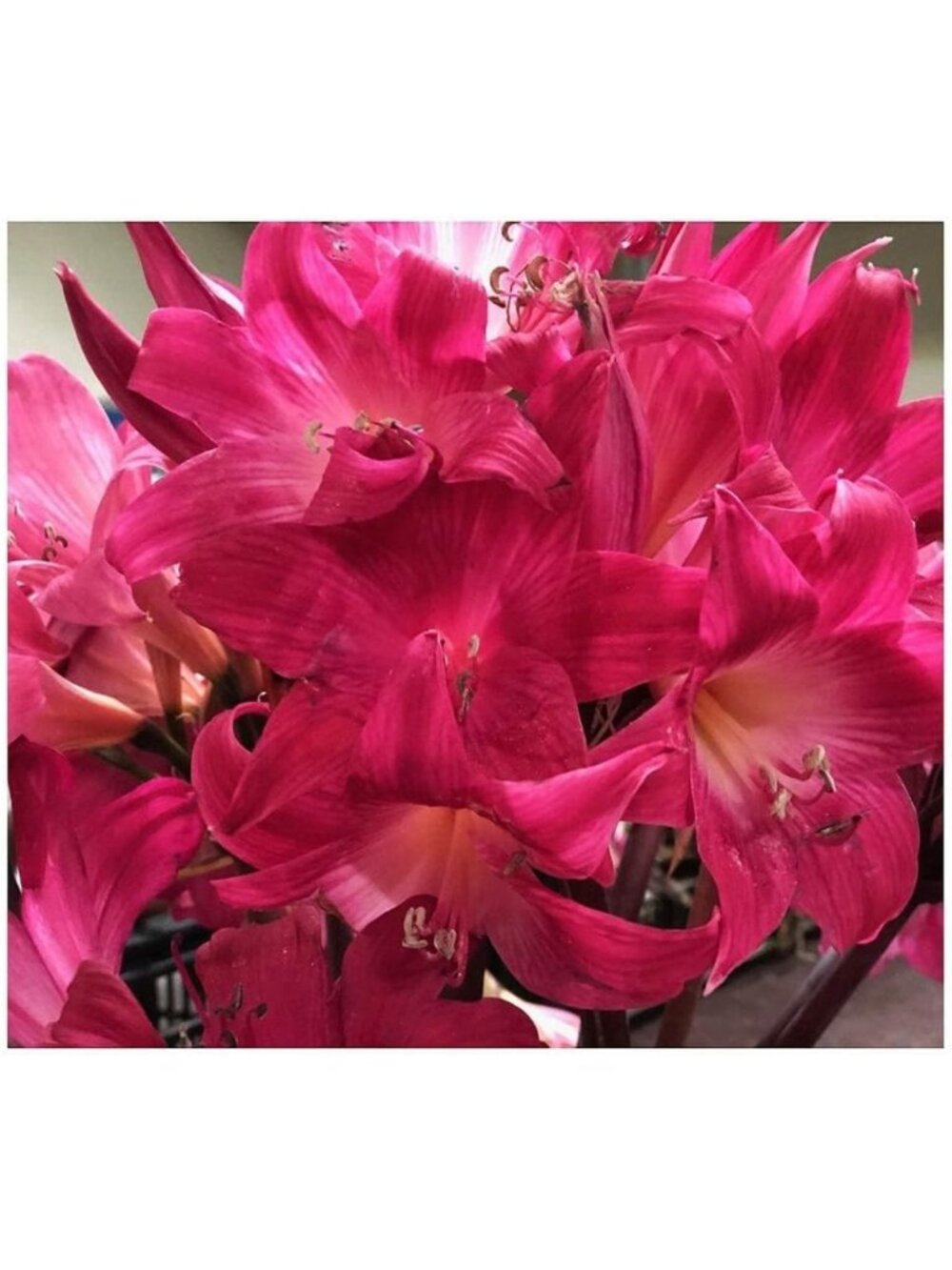 Vibrant Hot Pink Amaryllis Bulbs | 3 Medium Rare Color Blooms | Indoor & Outdoor